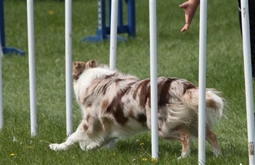 Flotte danske resultater i agility