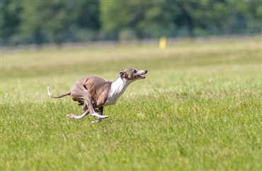 Traditionsrig lure coursing med Myndeklubben