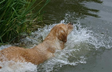 Pas på med hundebadning ved Viborg