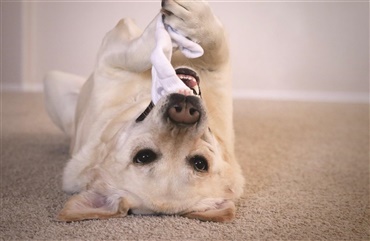 Spiser din hund ogs&aring; sokker?