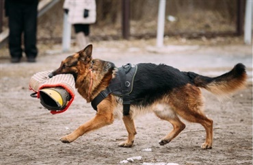 Dygtige politihunde gjorde deres job