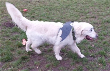 Se billederne: Halloween for golden retrievere