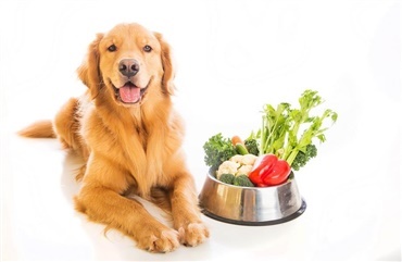 Kan min hund v&aelig;re veganer?