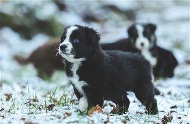 S&aring;dan beskytter du din hunds poter i vinterkulden