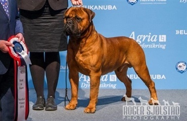 Dansk bullmastiff BEST IN SHOW på Nordic Winner Show