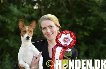 Dansk opdr&aelig;ttet basenji vinder Best In Show