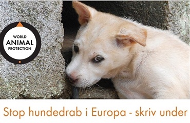 Over 67.000 underskrifter mod hundedrab