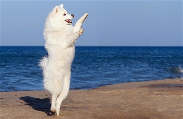 Kan din hund danse