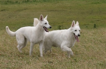 Hvid schweizisk hyrdehund og dogo canario godkendt