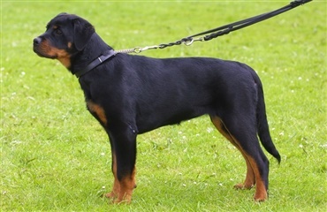 Betjent skambidt af rottweiler