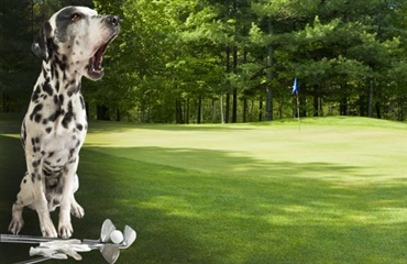 Hund snuppede bold under golfturnering