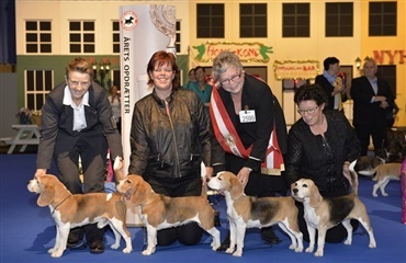 Årets hunde