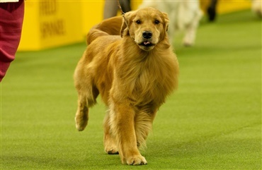 Golden retriever hyldes efter Westminster