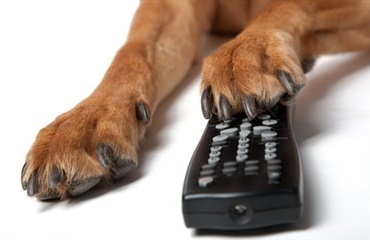 Kan hunde se tv?