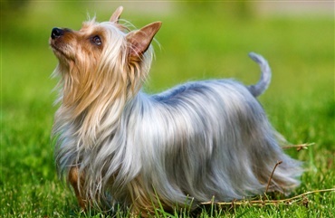 Fredagsquiz: Hvad ved du om australian silky terrier