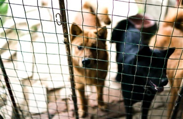 Fransk politi efterlyser ejere til stj&aring;lne hunde