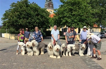 Hundens dag: Masser af pels p&aring; i sommervarmen