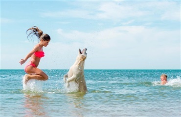 M&aring; man tage hunden med sig p&aring; stranden