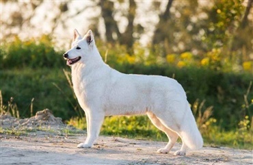 BIS 2: Smukke hvide hund