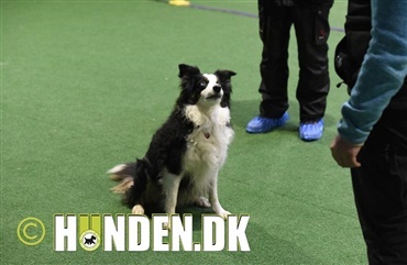 Fredagsquiz: Hvad ved du om border collie