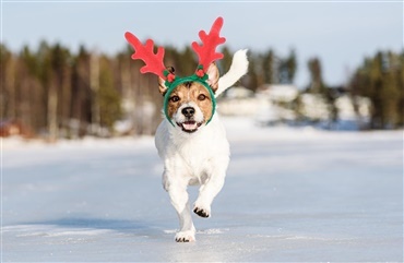 Facebookside om efterlyste og fremlyste hunde havde over sager i nytåret Hunden.dk