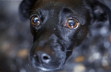 Sådan du din hund forstoppelse Hunden.dk