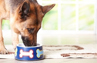 Fodring af ældre hunde