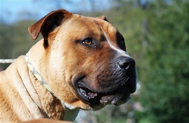 Rishi Sunak annoncerer forbud mod American XL Bully-hunde i Storbritannien