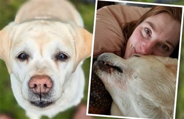 Labradoren Laika &aelig;ndrede Milles liv