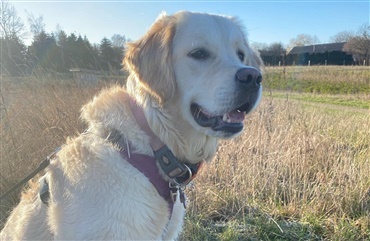 Monopol international Jane Austen Hjælp en ulykkelig hundeejer - Hunden.dk