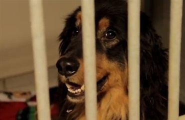 Haslev-sagen: Nu er 53 hunde overdraget til Dyrenes Beskyttelse