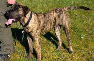 F&oslash;rte uenighed om hund til bestialsk drab