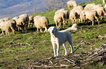 Succes: Hunde vogter f&aring;r