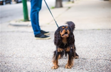 Hver tredje hund er blevet bidt