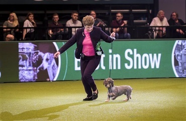 Gravhund tog BIS p&aring; Crufts