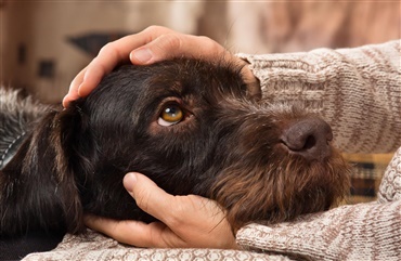 5 ting din hund ville sige, hvis den kunne tale