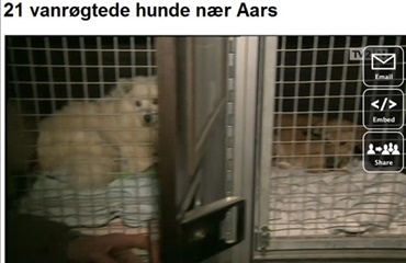 Hunde reddet fra kummerlig tilværelse i lade