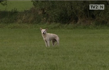 Strejfende hund fanget