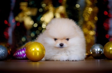 Kom godt igennem julen – 3 gode r&aring;d til en dejlig hundejul