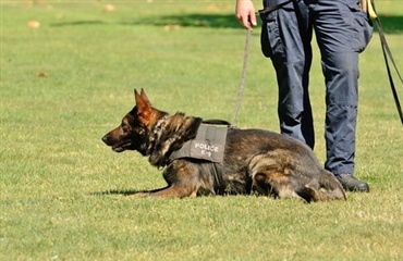 Narkohunde på festival