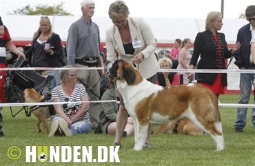 Fredagsquiz: Hvad ved du om sankt bernhardshunden