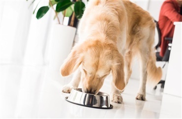 Proteiner i hundefoder – hvorfor er det vigtigt? 