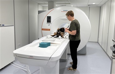 Mulighed for MRI-scanning af Cavalier King Charles Spaniel i Jylland