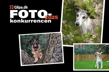 Send os dit bedste foto 