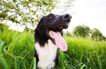 Vigtigt at holde hunden i snor