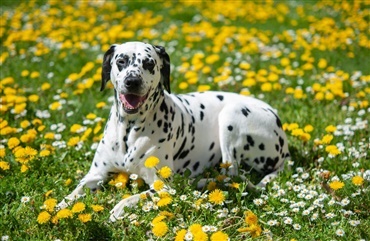 Ja, din hund m&aring; godt spise m&aelig;lkeb&oslash;tter, men...