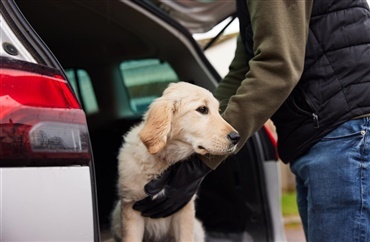 Stj&aring;let retriever fundet p&aring; plejecenter