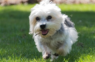 Fredagsquiz p&aring; en onsdag: Dandie dinmont terrier