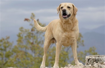 Kemisk kastration af hanhund i op til 12 måneder