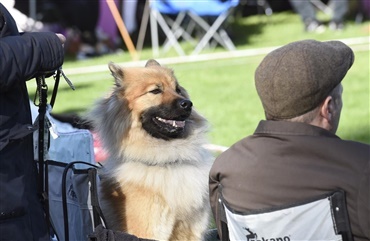 Dansk Kennel Klub tager konsekvens af sygdom i Norge